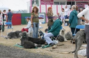 A small herd of Irish hounds