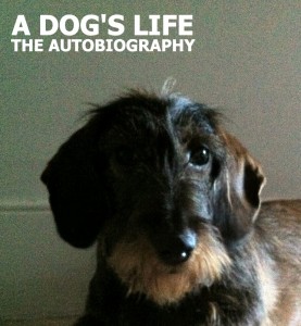 dogs-life