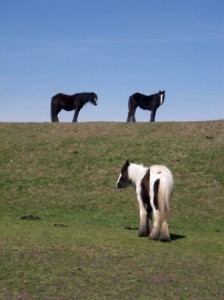Higham marsh horses